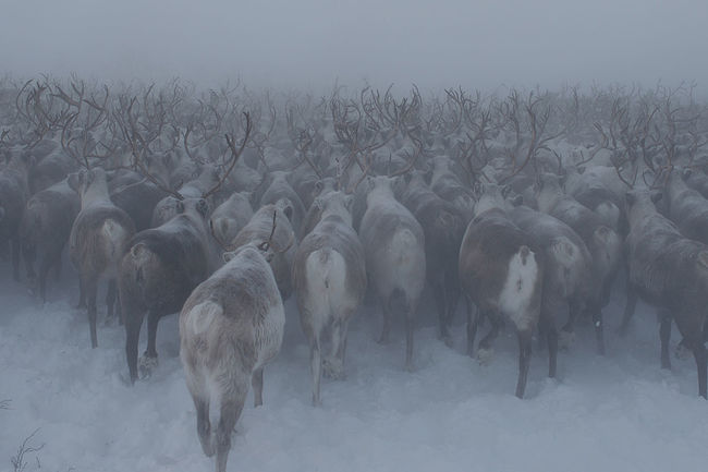 Pavel Kosenko. From My Past Life (2009 – 2015). Nenets Autonomous District, Russia, 2013